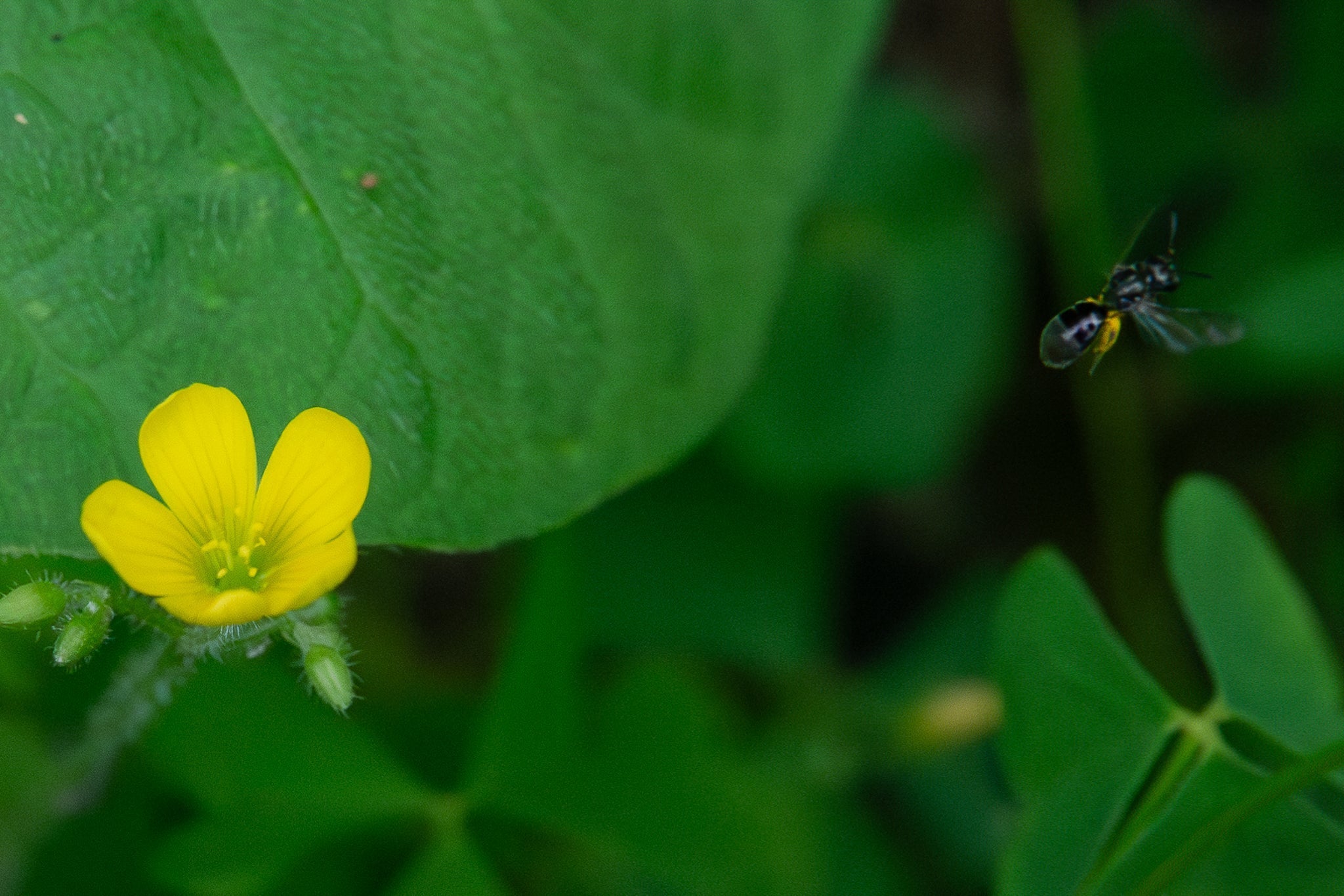 The Bees Will Be Emerging Soon, but Sadly We Won’t Be