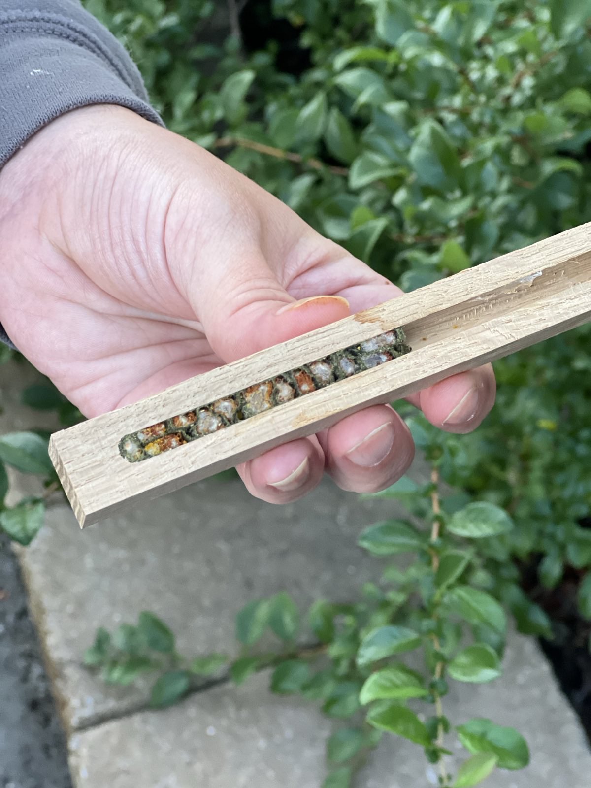 Is This a Leafcutter, or a Mason Bee? Or Something in Between?