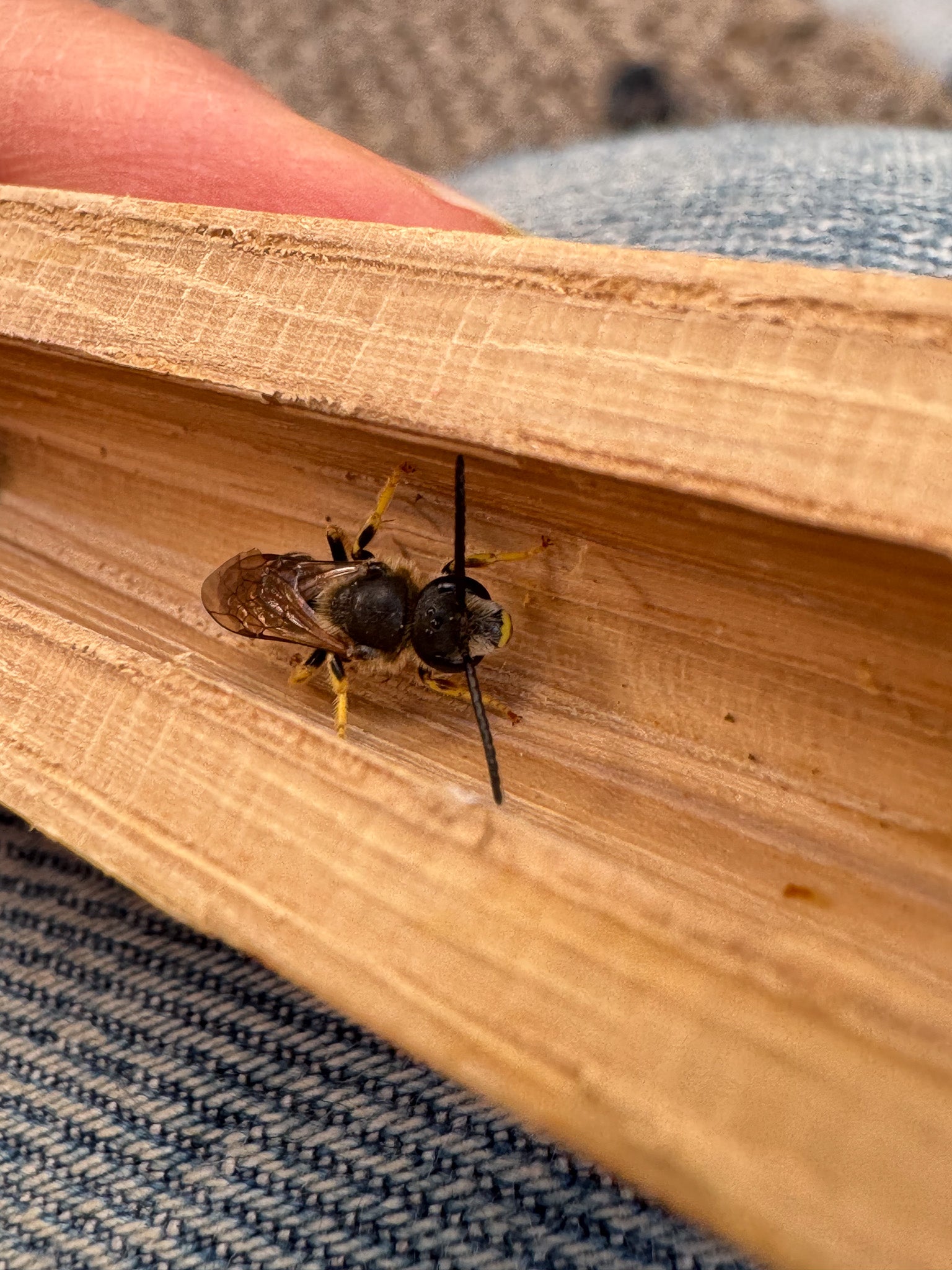 A male bee staying inside of a bee block